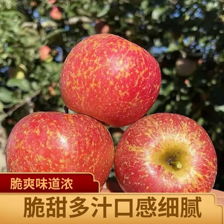【糖心丑苹果】云南昭通冰糖心丑苹果红富士苹果新鲜现摘产地直发