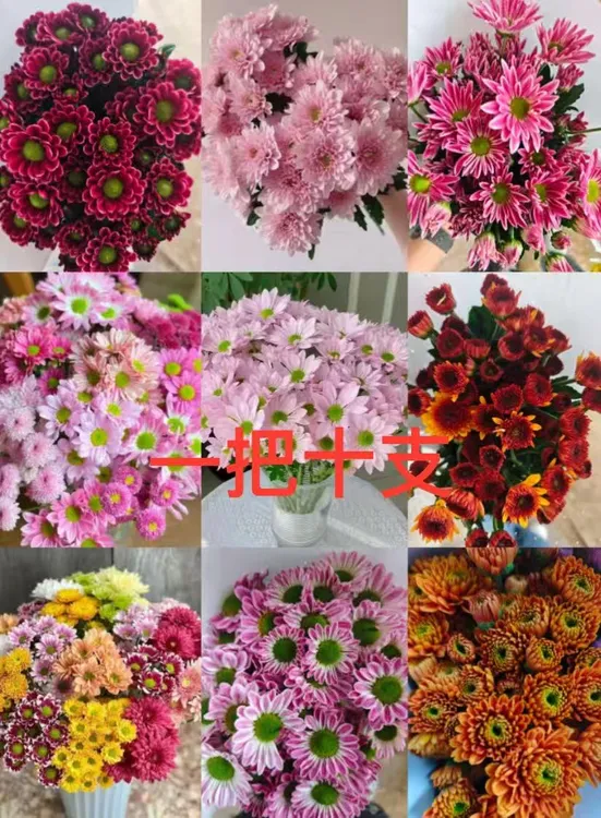 多头雏菊混色小雏菊彩菊家用办公室插花配花水养网红鲜花基地直发