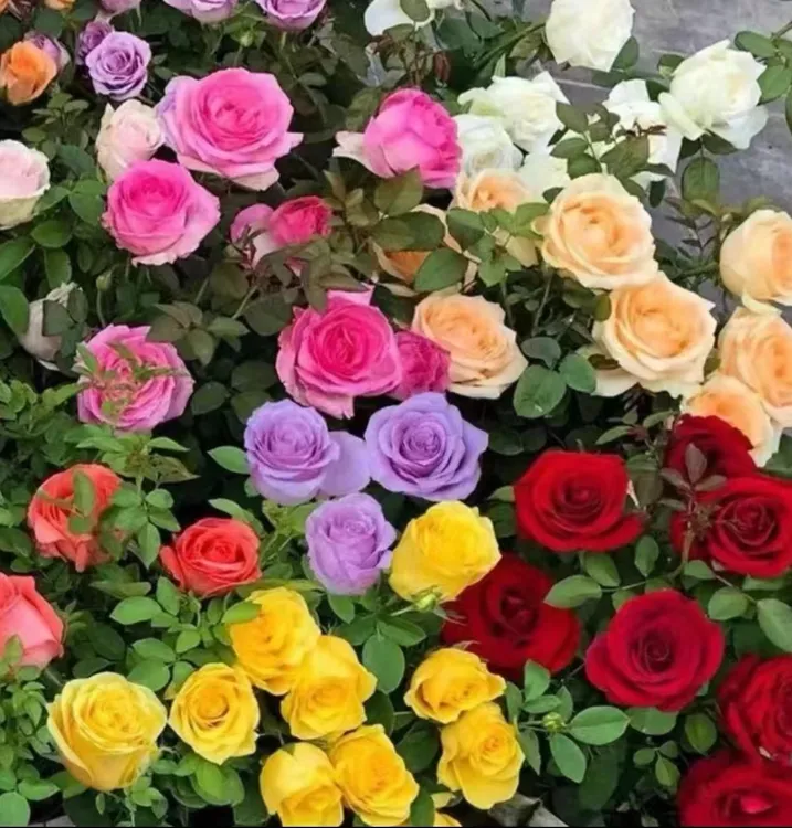 红刺玫瑰花种子阳台庭院盆栽地栽南北方