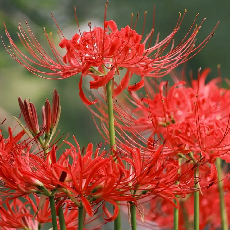 花自开红色彼岸花曼珠沙华粉蓝石蒜换锦花多年生球根花卉耐阴植物