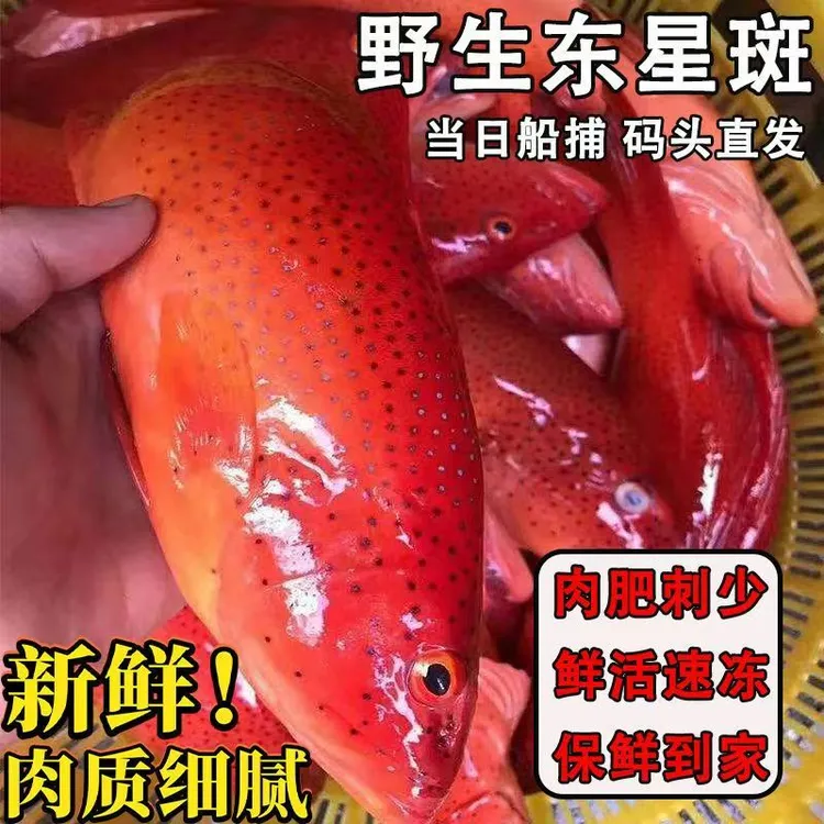 新鲜东星斑深海捕捞鲜活冷冻大东星斑新鲜鱼海鲜生冻顺丰包邮