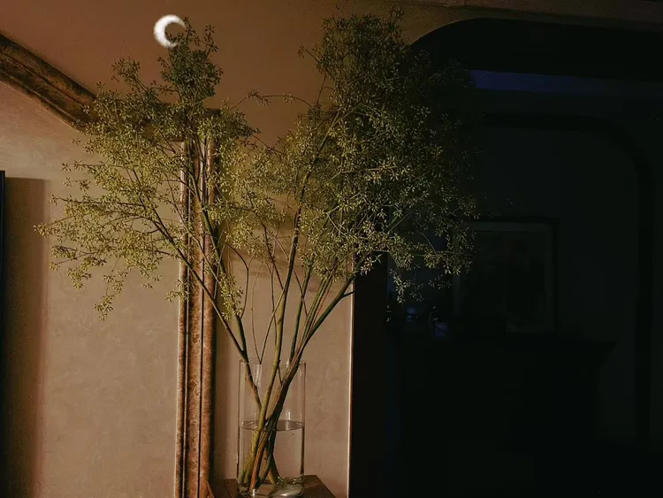 【拾花拾木】尤加利鲜花云南鲜花特大小米果