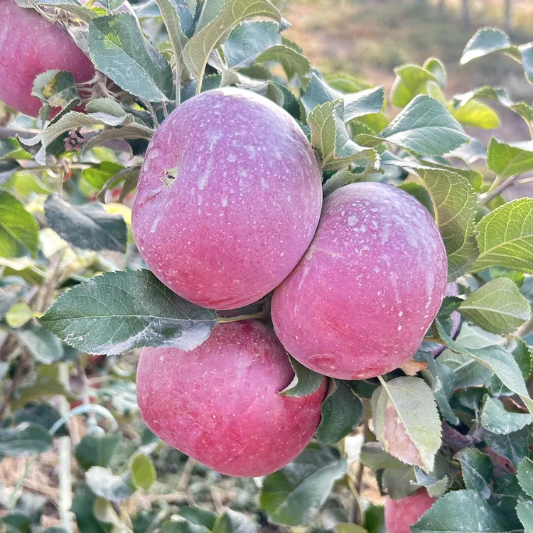 新疆阿克苏秦脆苹果，新鲜脆甜多汁当季应季水果顺丰包邮