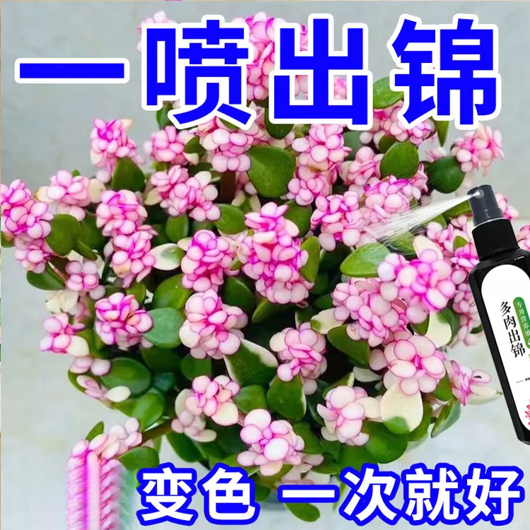 多肉出锦变色药水专用金枝玉叶变色药专用营养液增红变色剂爆芽素