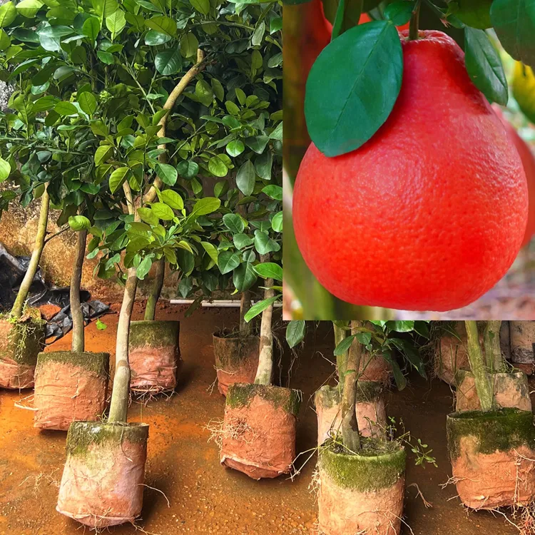 2顺丰包邮【家庭必种-香水红柚】暹罗红柚树苗南北方四季种植盆栽