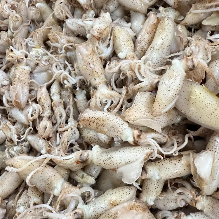 本港捕捞海兔子半干新鲜美味