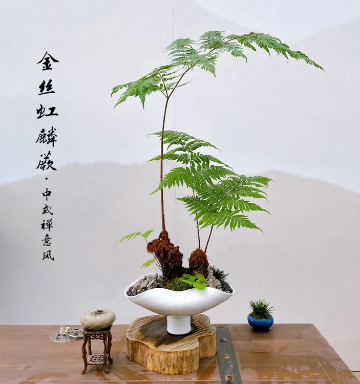 室内水培易活新房子乔迁之喜蕨类水培客厅绿植大盆栽红鳞蕨好养