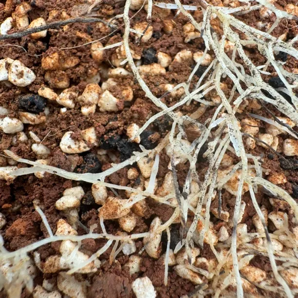 茶花月季桂花三角梅精品花卉配方土扦插育苗快速爆根