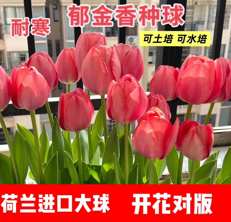 郁金香种球室内好养水培花卉套餐土培盆栽地栽耐寒好养易活新手