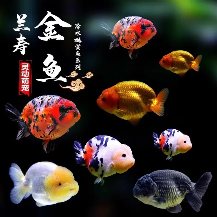 精品兰寿金鱼玛丽金鱼活鱼冷水鱼淡水鱼好养好看可爱萌萌的观赏鱼