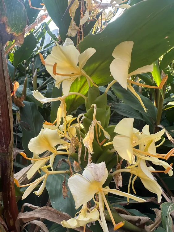 贵州特产草果花炖汤新鲜采摘晒干草果花发货