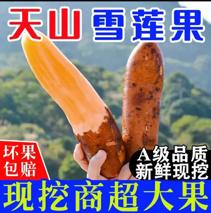 云南天山雪莲果新鲜现挖当季水果脆甜多汁孕妇适用