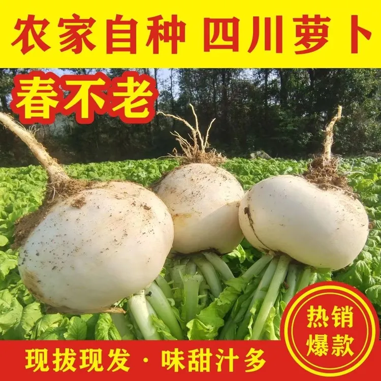 【严选春不老萝卜】新鲜白萝卜脆甜化渣四川老品种白萝卜3/5/8斤