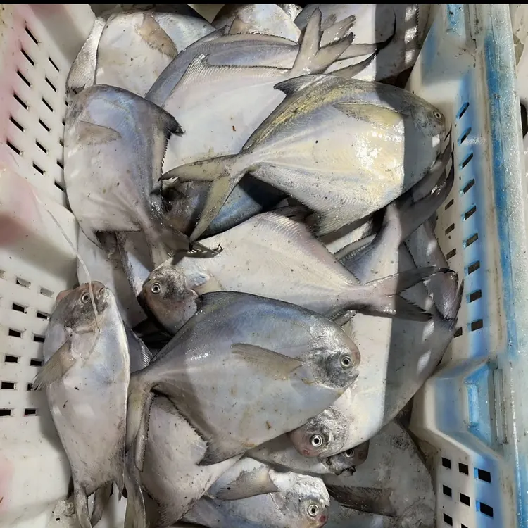 大连野生银鲳鱼4斤（每条2两左右每斤5-6条大小混）干冰冷冻发货