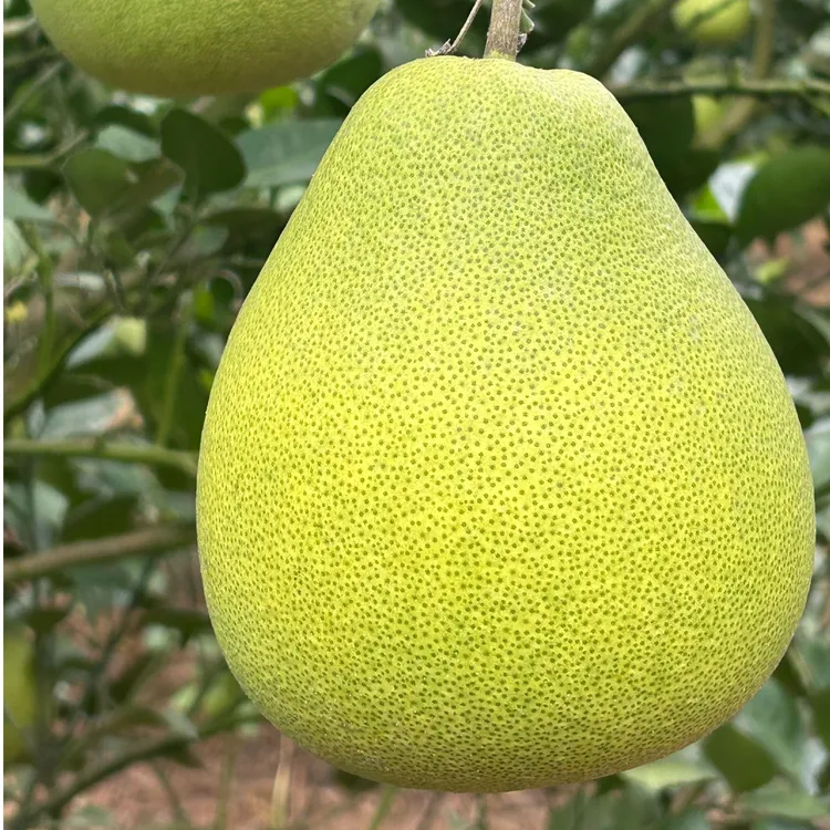 正宗麻麻柚现摘应季水果新鲜脆甜多汁柚子湖南怀化特产