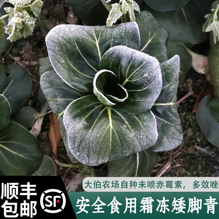 大伯农场自种青菜新鲜霜冻青菜当季时令蔬菜现摘现发3斤5斤包邮