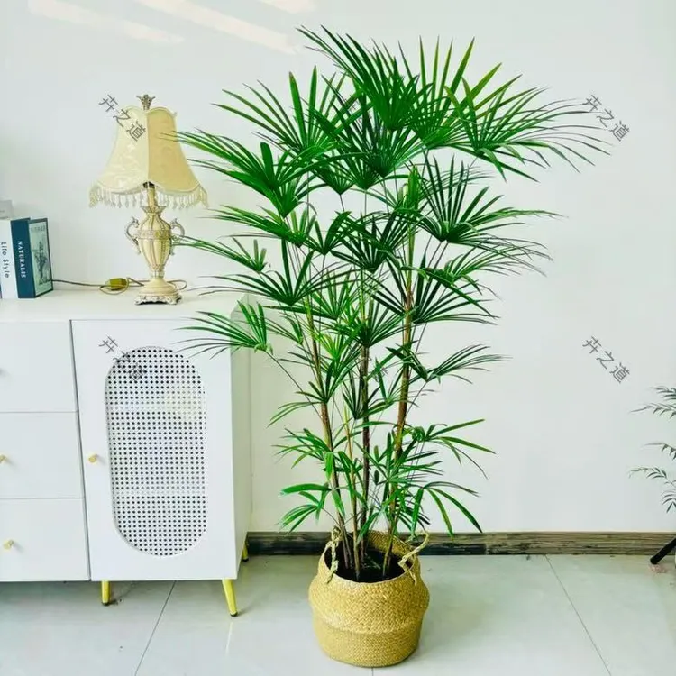 大型【金山棕】棕竹室内客厅植物办公室卧室盆栽耐阴招财树富贵竹子