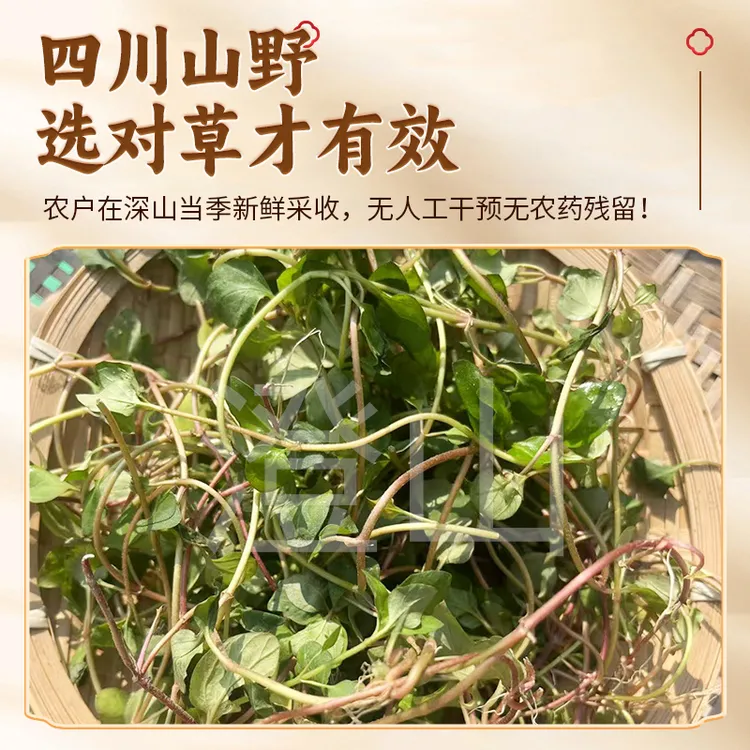 四川野生小叶金钱草农家采收过路黄四川新鲜自然晒干冲石头