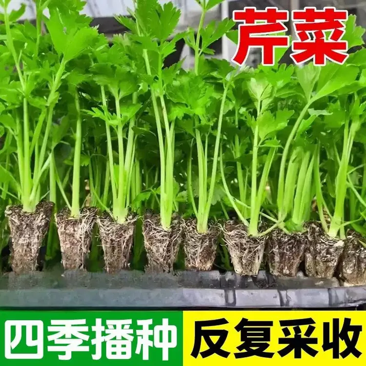 芹菜种子四季小香芹菜种子香味浓郁实心芹菜四季播种农家蔬菜种子