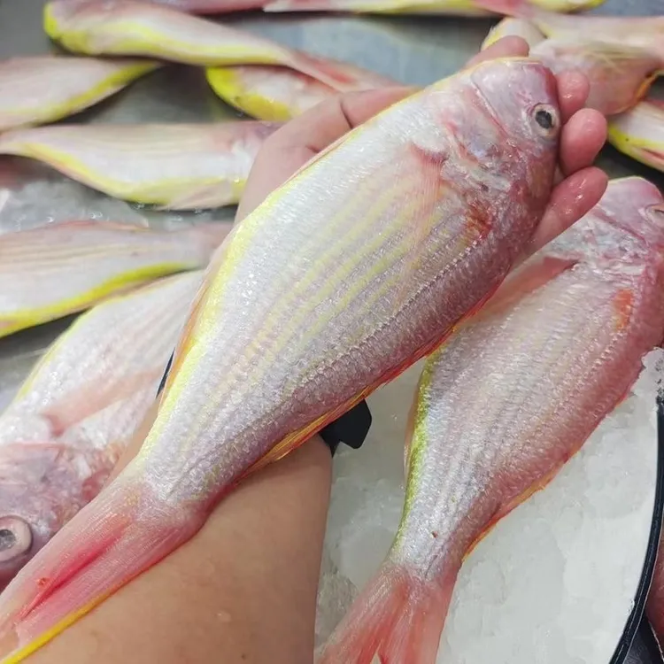 广东新鲜金丝鱼 多种规格可选 到手新鲜美味