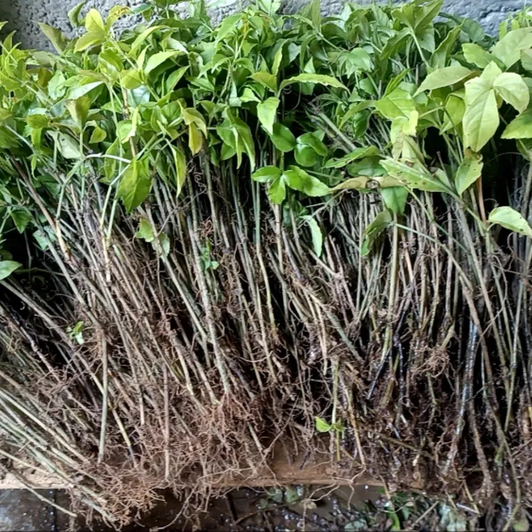 小叶紫藤三叶青扦插苗 金吊葫芦苗 苗长20-40公分 100棵起发货