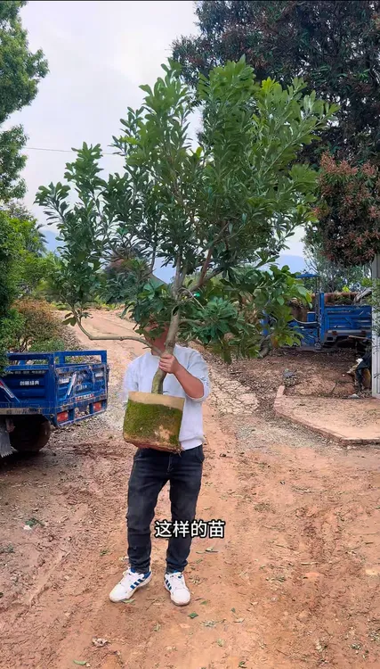 东奎 黑炭 水晶杨梅 带盆带土盆栽地栽