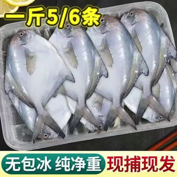送一斤尝鲜当季捕捞深海银鲳刺少肉嫩非冷库鲳鱼平鱼500G/盒5/6条