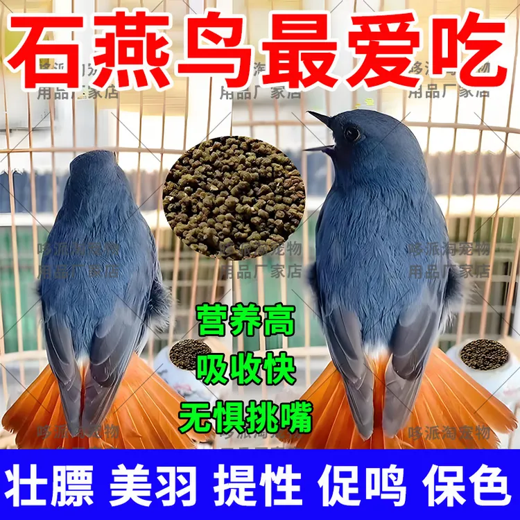 石燕鸟红尾水鸲提性壮膘高蛋白传统手工制作易吸收易消化优质饲料