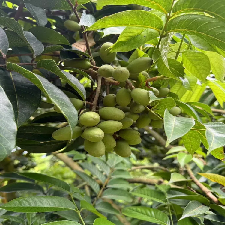 新鲜现摘青橄榄清香回甘适合生吃特产水果