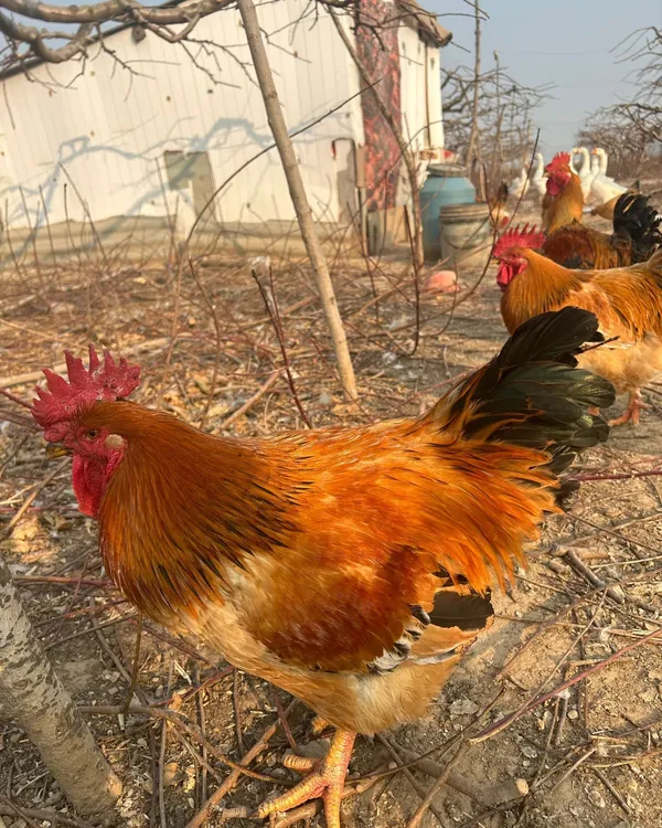 商城本地农户散养180天大公鸡包邮
