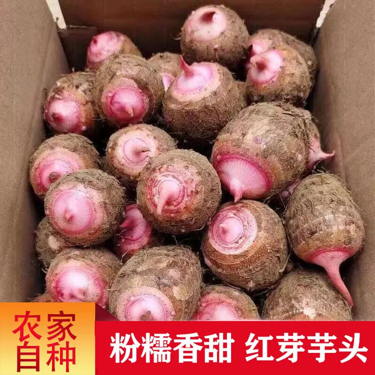 【红芽芋头】贵州农户现挖红芽芋头新鲜农家软糯小芋头仔农产品