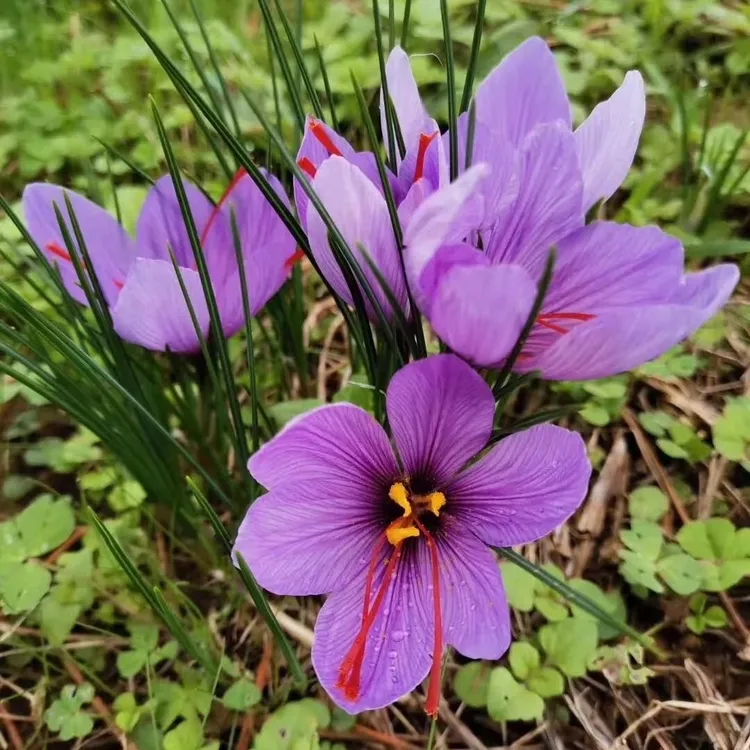 藏红花种球可食用泡茶泡水泡脚家庭园艺花卉种球观花种子阳台盆栽