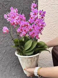 【刘氏天使3花剑】蝴蝶兰花期超久开花巨好看