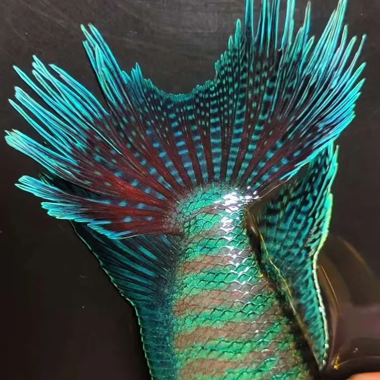 中国斗鱼观赏鱼国产直播多彩改良普花瓣尾国斗观赏鱼中华菩萨鱼