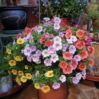 百万小玲舞春花【颜色不选】盆栽庭院阳台花镜植物易养护爆花强