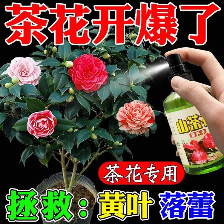 山茶花黄叶专用营养液专业催花肥一喷绿直接喷免稀释专用肥剂