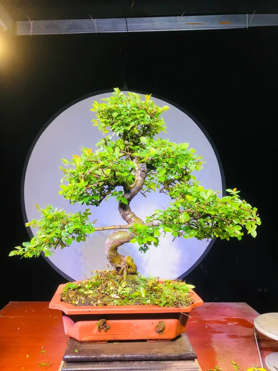 精品小叶榔榆映山红棠梨，黄栌.花卉绿植盆景榆树生桩直播间