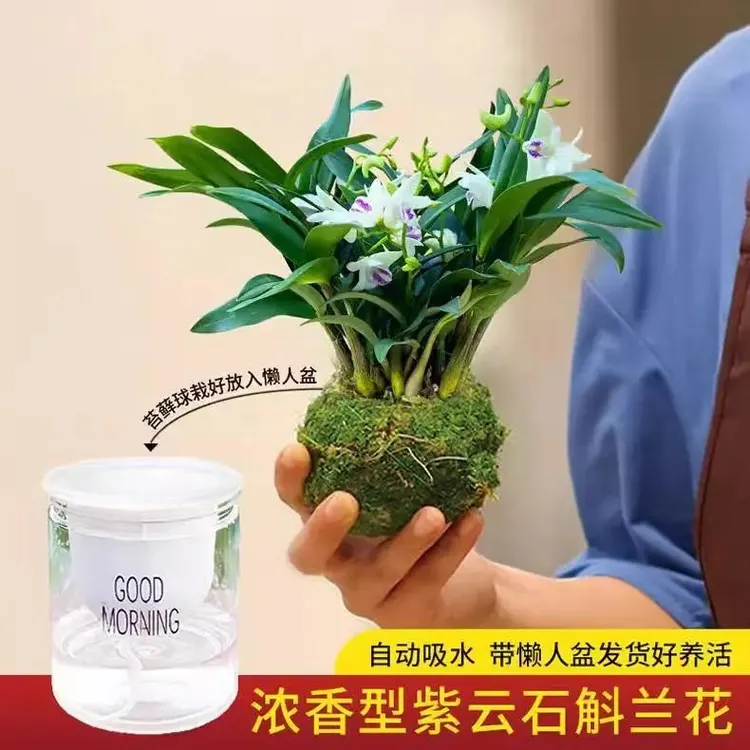 带花苞紫云石斛浓香型澳洲香水石斛兰懒人室内阳台花卉绿植盆栽