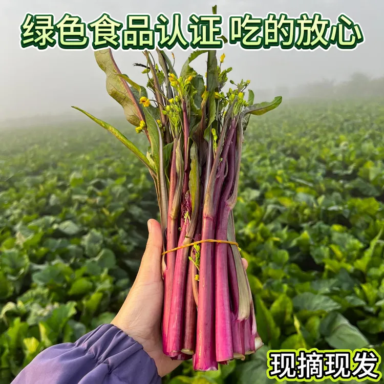 湖北农家自种露天新鲜红菜苔当季打霜鲜嫩火锅蔬菜红菜苔