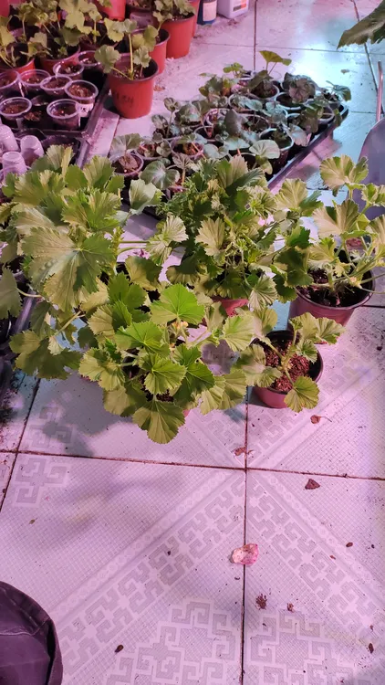 蝴蝶梅小苗随机5颗60非偏远包邮