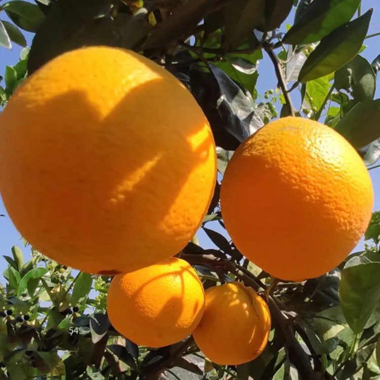 赣南脐橙正宗江西赣南脐橙新鲜薄皮大果香甜多汁应季水果橙子彩箱