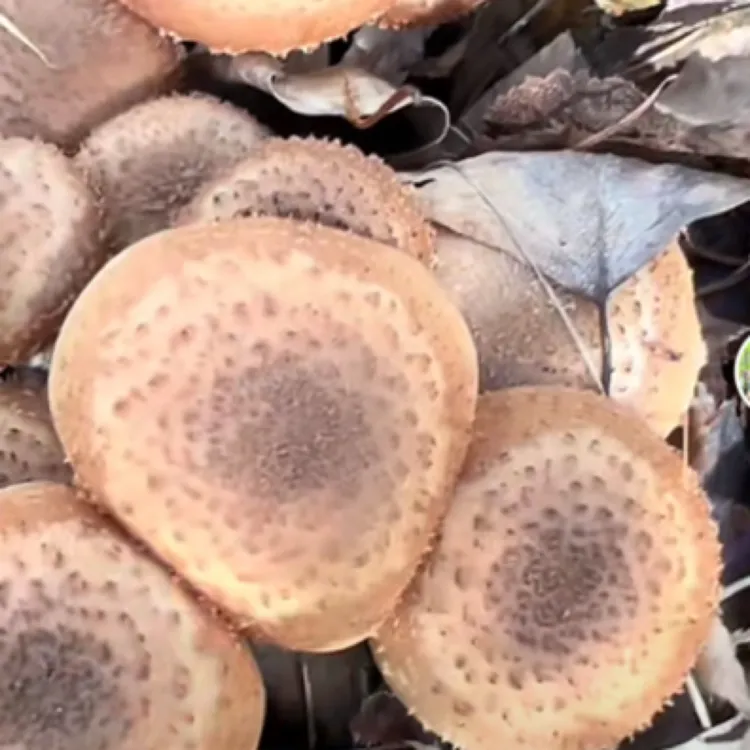 专炖小鸡的深山野生榛蘑