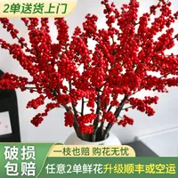 【源头优选老六】天物冬青  任意两单以上升级顺丰 邮政