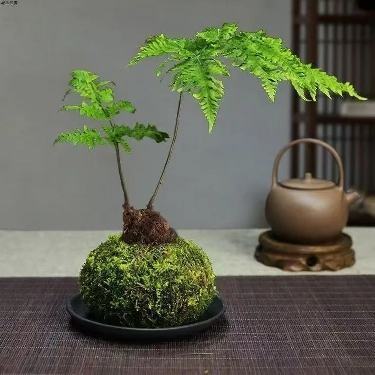 室内高端水培金丝虹鳞蕨苔藓球禅意绿植净化空气不含盆