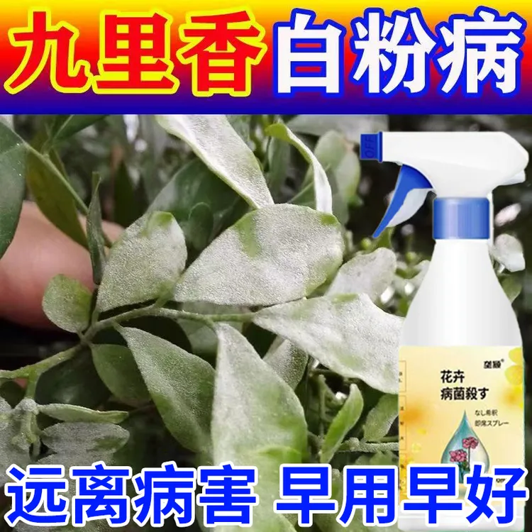 九里香白粉病专用多菌灵叶子长白霜铁锈病枯萎病溃疡病落叶营养液