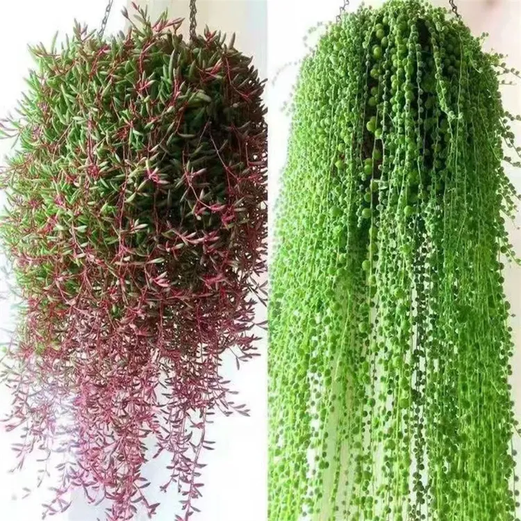 带盆带土栽好珍珠吊兰原盆原土情人泪紫玄月吊兰佛珠多肉