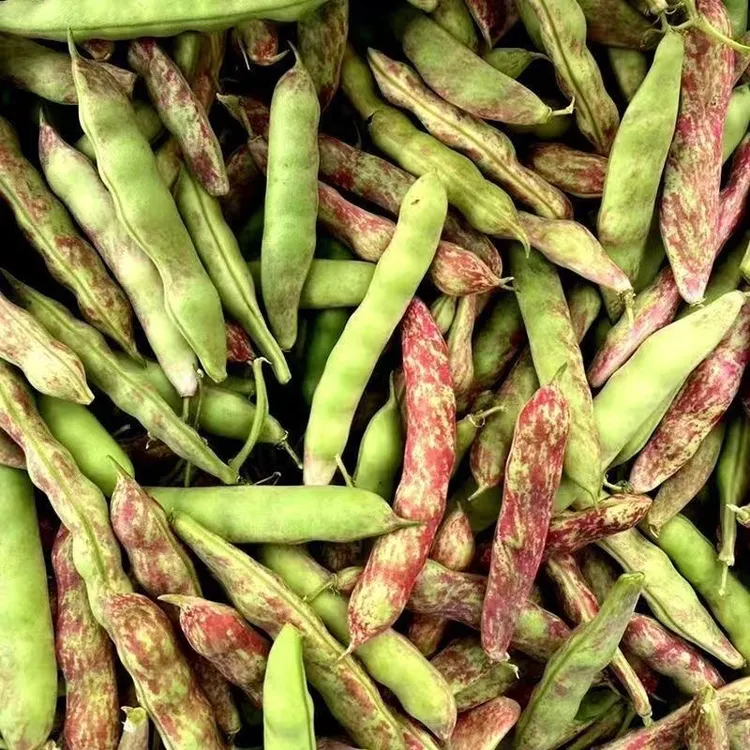 东北正宗特产新鲜家雀蛋豆角油豆几豆无筋不柴开锅就烂现摘现发