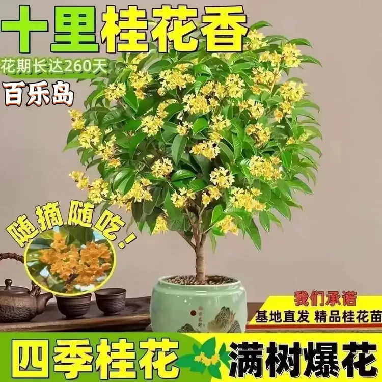 【满屋爆香】四季桂花树盆栽地栽桂花树浓香型正宗桂花四季花卉商品图