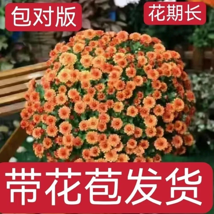 千头菊花盆栽糖果甜心球菊阳台庭院爆花多年生耐热懒人带花苞包邮
