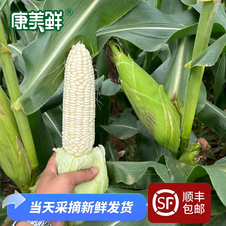 【玉粒天香】广西新鲜采摘白甜糯玉米带壳发货精选6个装净约4.5～5斤